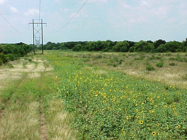 Dove AND Quail In One Hunt; A Bird Dog Smorgasbord