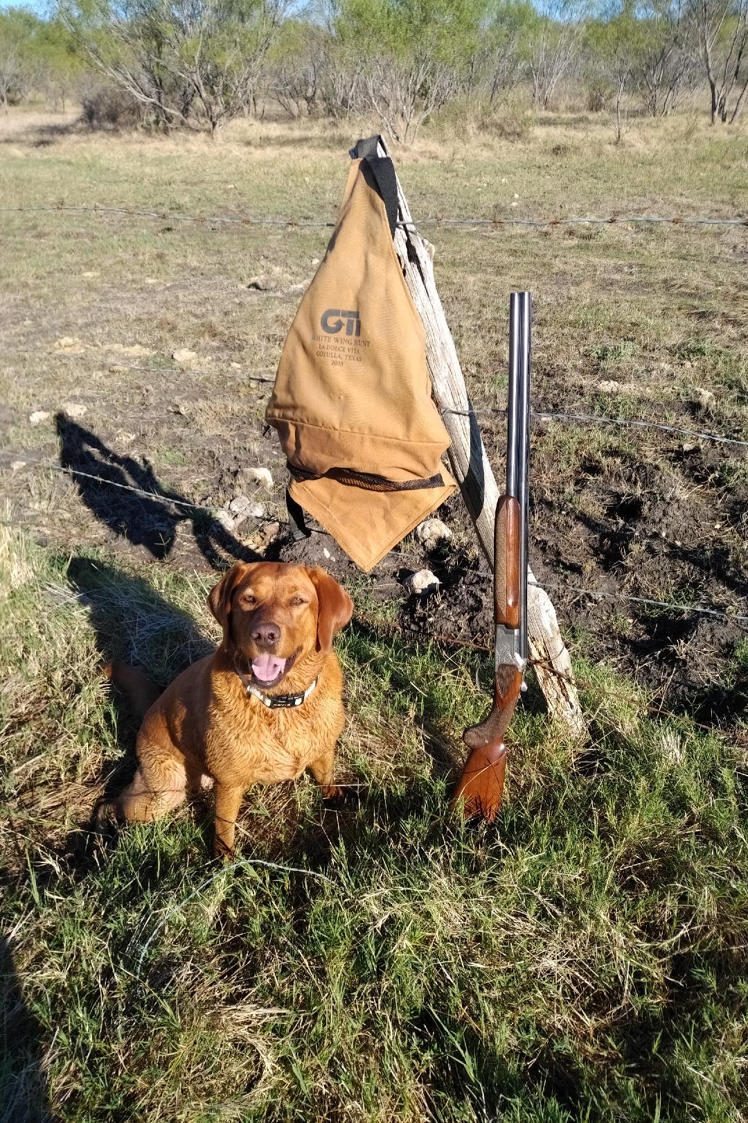 Dove AND Quail In One Hunt; A Bird Dog Smorgasbord